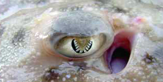 Raja clavata_003.jpg